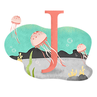 J為水母