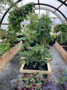UK Polycarbonate Tunnels, Storm Strength Growing Tunnels, WIndproof Greenhouse, Alternative to Polycrub