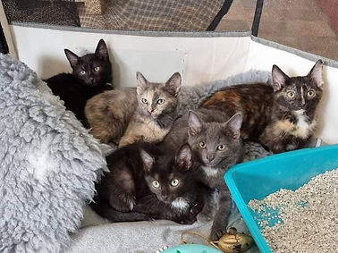 Western Isles Support for Cats and Kittens