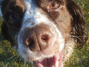 Scentwork is for every dog.