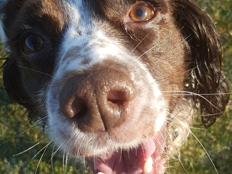 Scentwork is for every dog.
