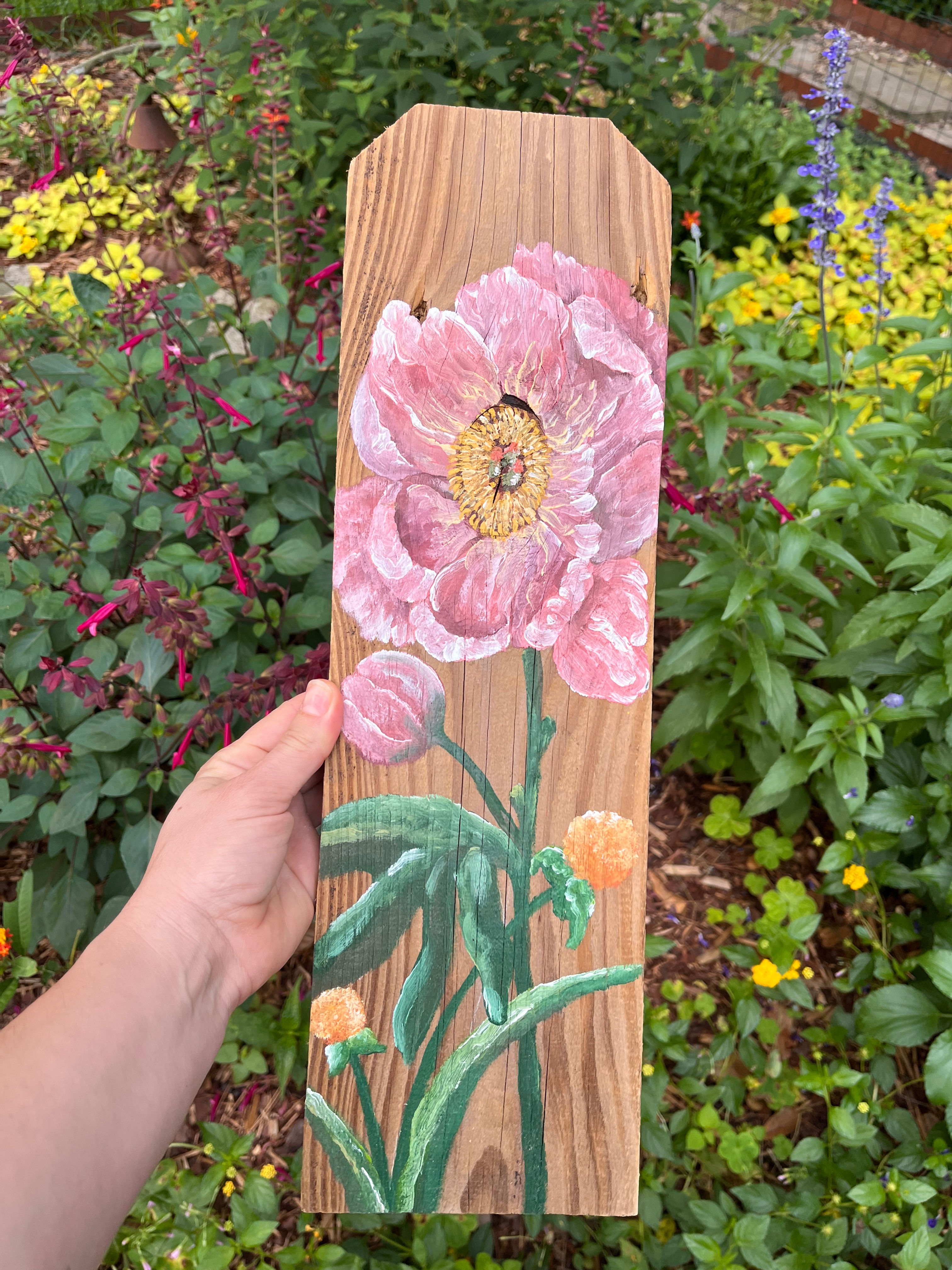 Pink peony