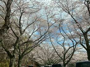 お花見🌸