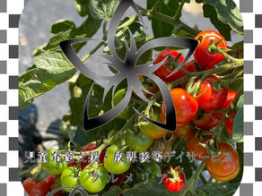 トマト収穫🍅からのクッキング〜( ◜◡◝ )