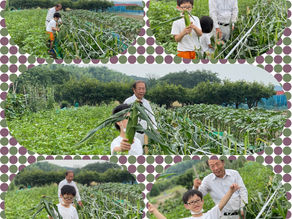 とうもろこし収穫〜七夕🎋⭐️飾り