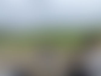 さつま芋苗植え🎶