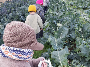 ブロッコリー収穫🥦