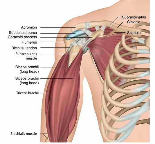 shoulder anatomy.jpg