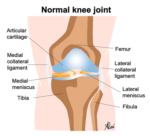 Normal knee oa.png