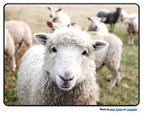 reflective sheep.JPG