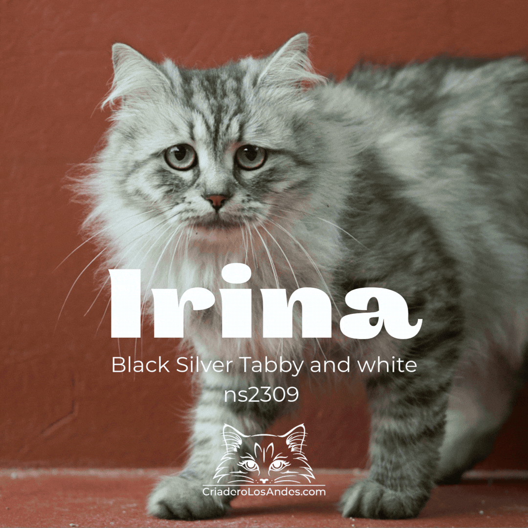 CLA NUESTROS GATOS  (7).gif