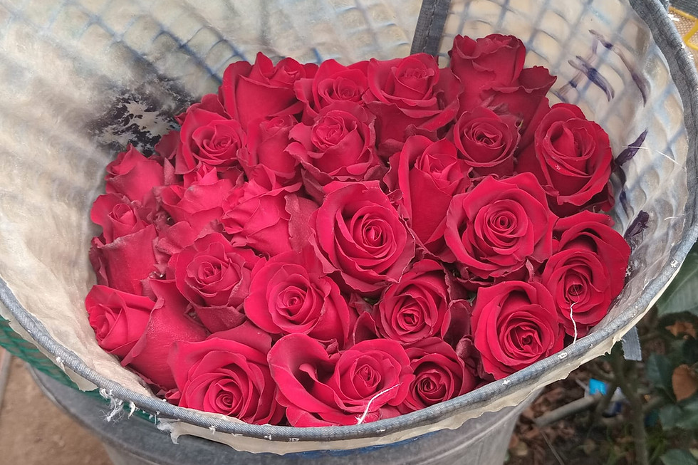 Ecuador Roses Grower