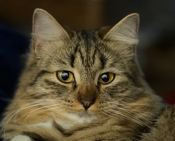 Captura de pantalla 2026-04-15 a la(s) 11.50.39 a.m..png