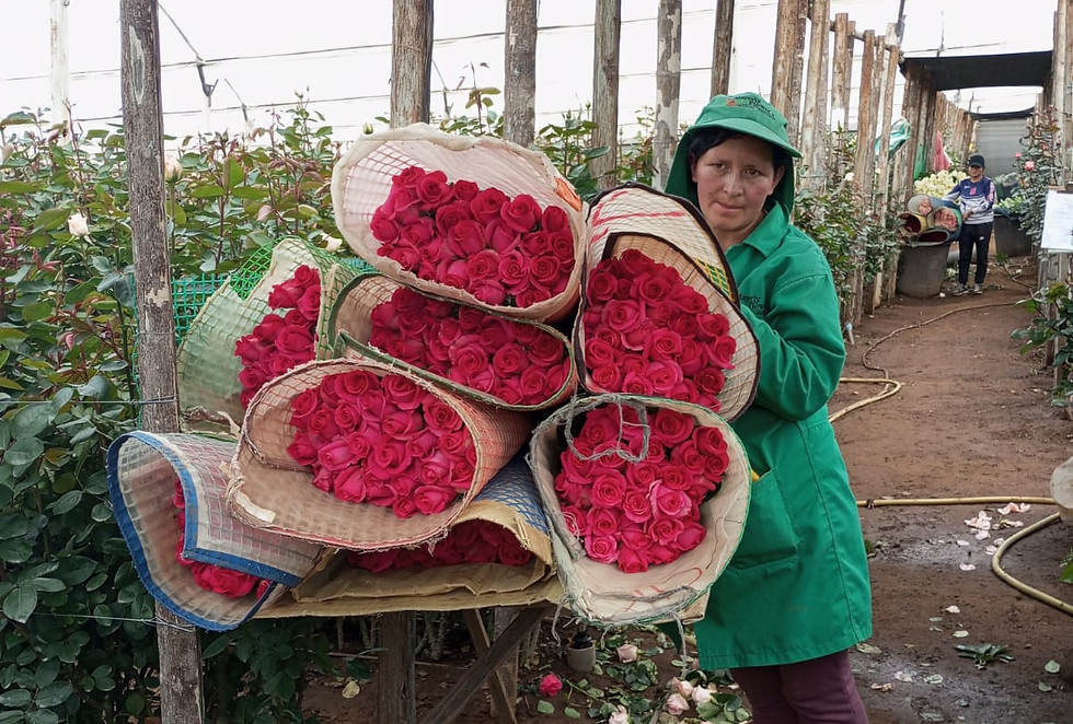 Ecuador Roses Grower