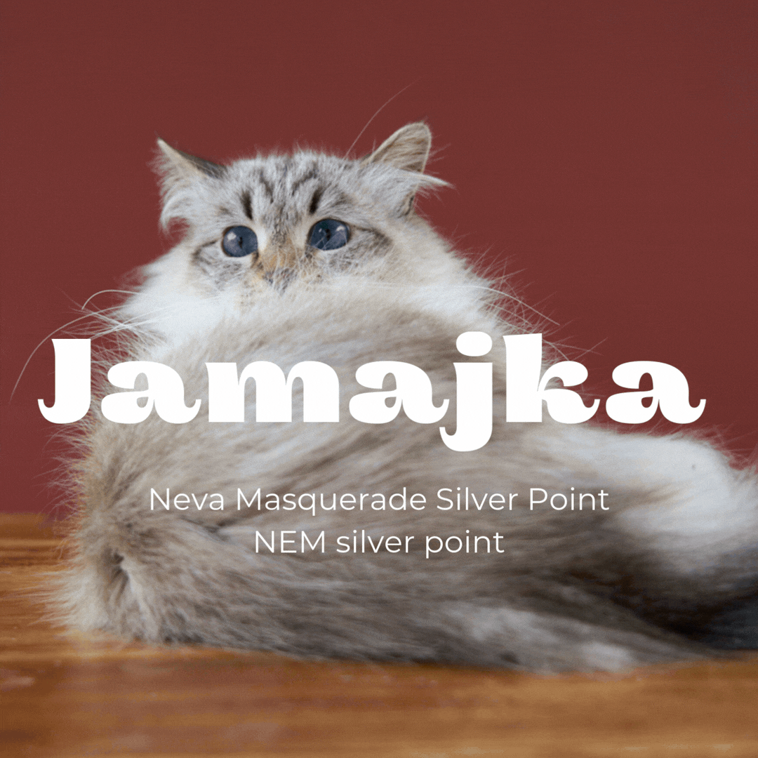 CLA NUESTROS GATOS  (8).gif