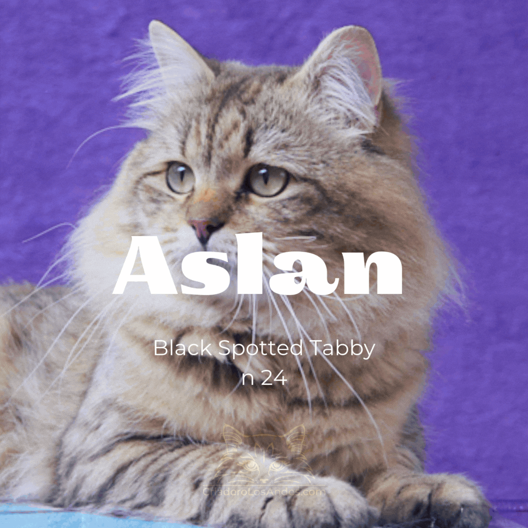 CLA NUESTROS GATOS  (2).gif