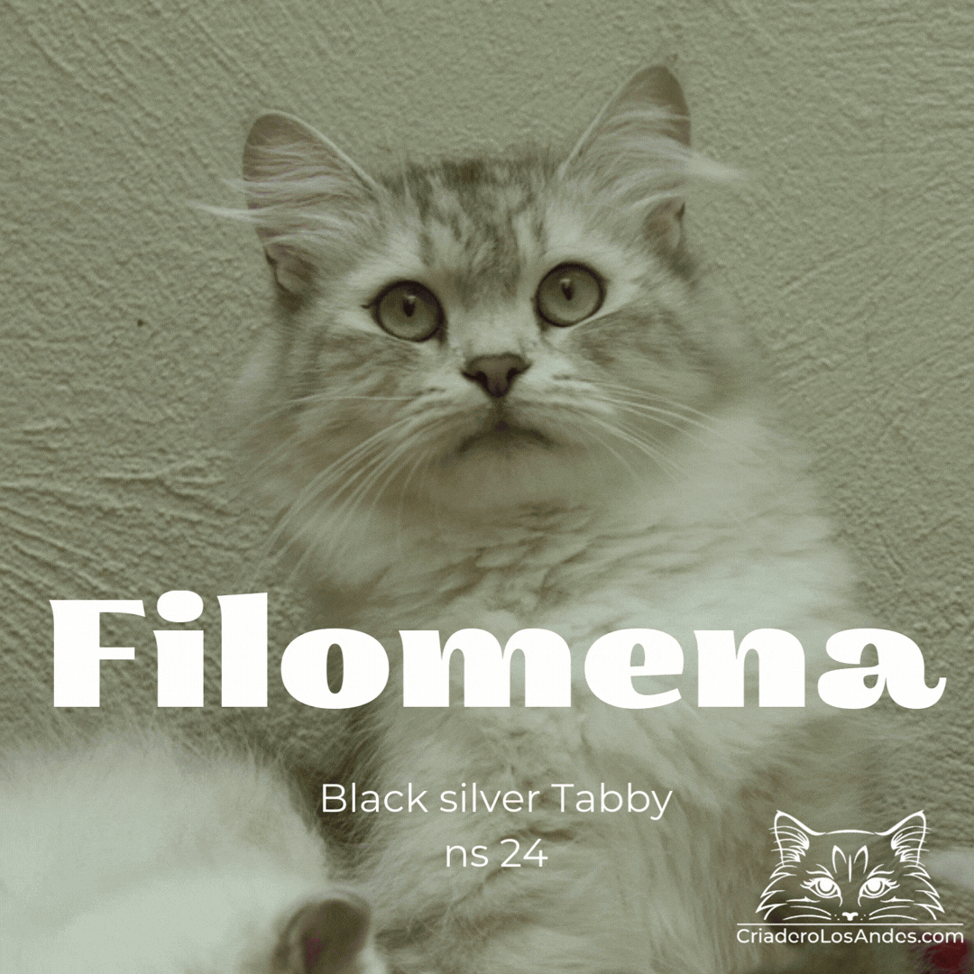 CLA NUESTROS GATOS  (5).gif