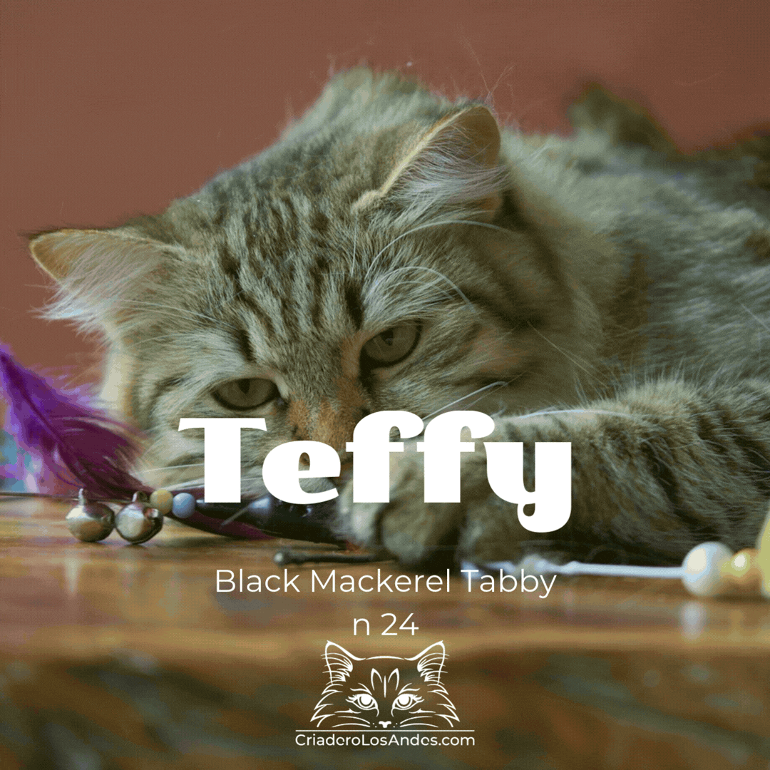 CLA NUESTROS GATOS  (11).gif