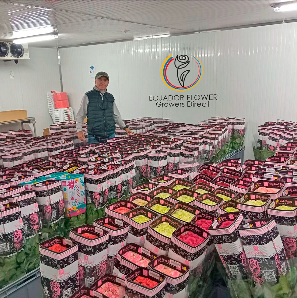 Ecuador Roses Grower