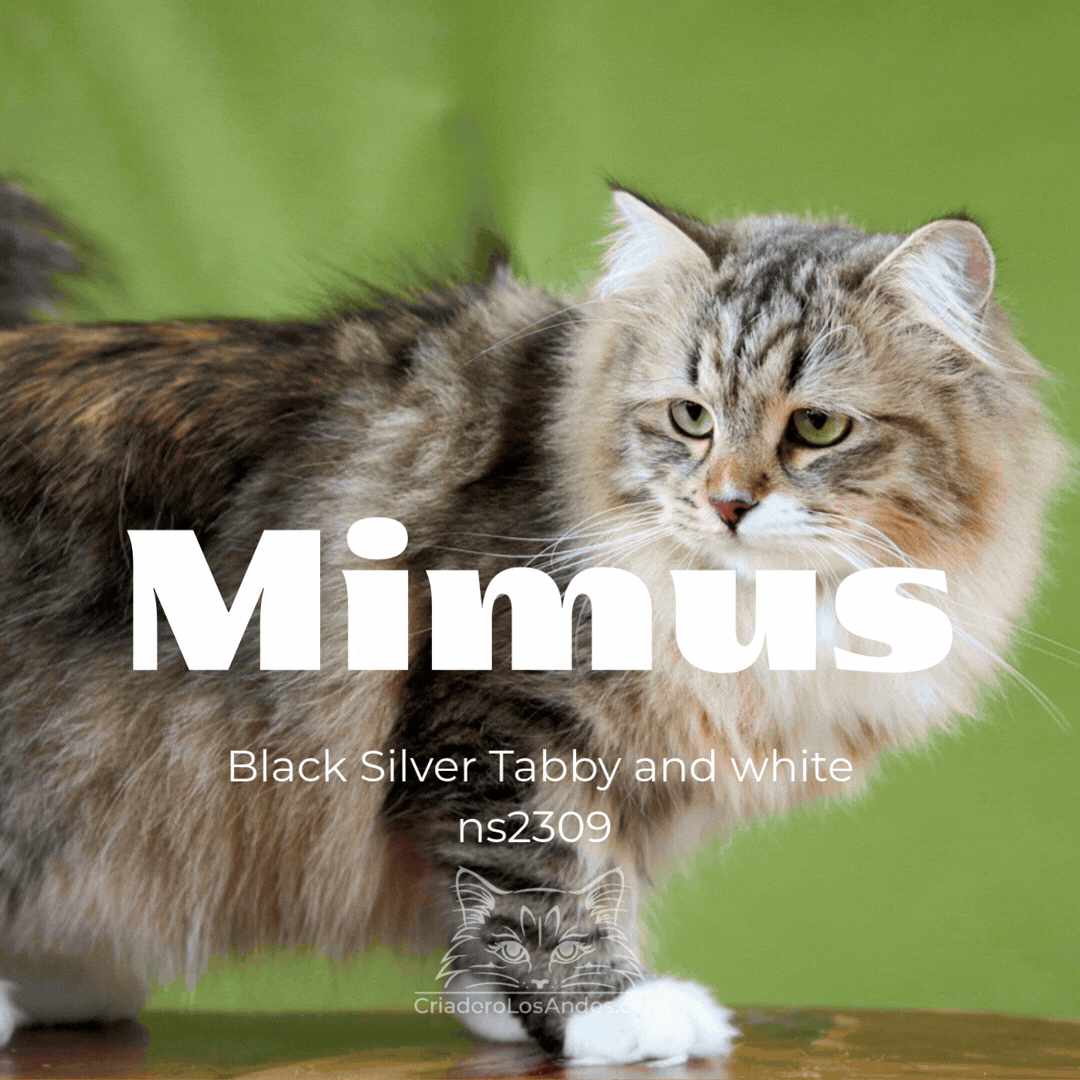 CLA NUESTROS GATOS  (10).gif