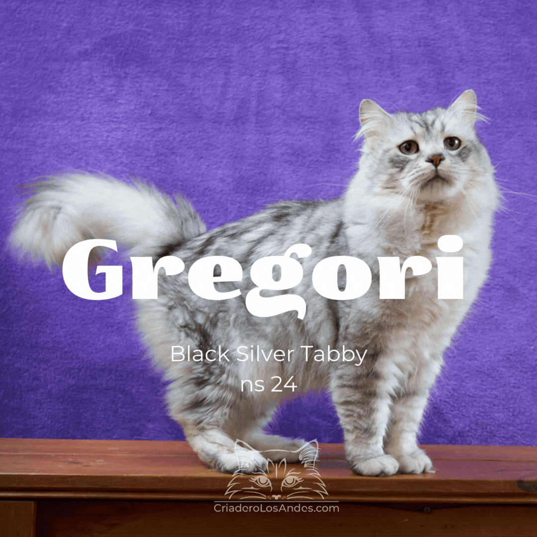 CLA NUESTROS GATOS  (3).gif