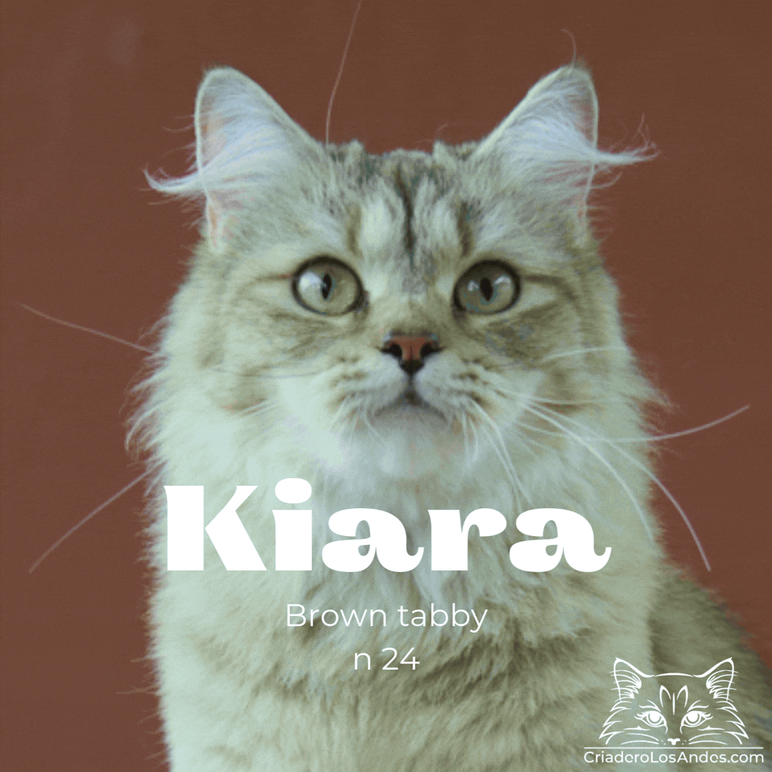 CLA NUESTROS GATOS  (4).gif