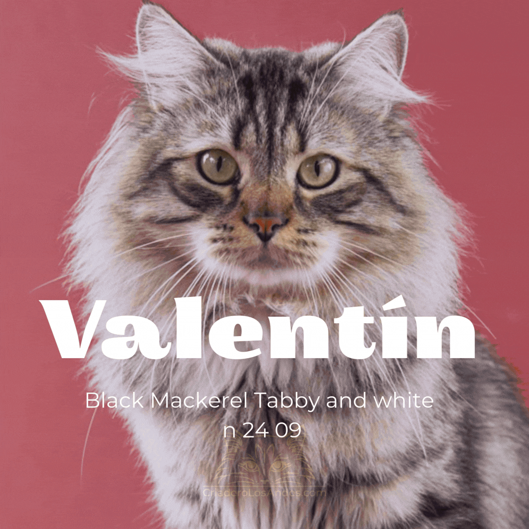 CLA NUESTROS GATOS  (1).gif