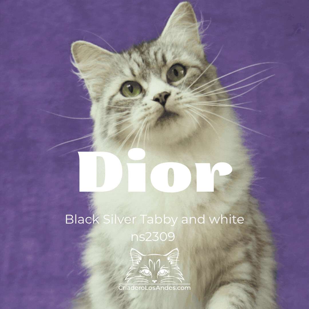 CLA NUESTROS GATOS  (9).gif