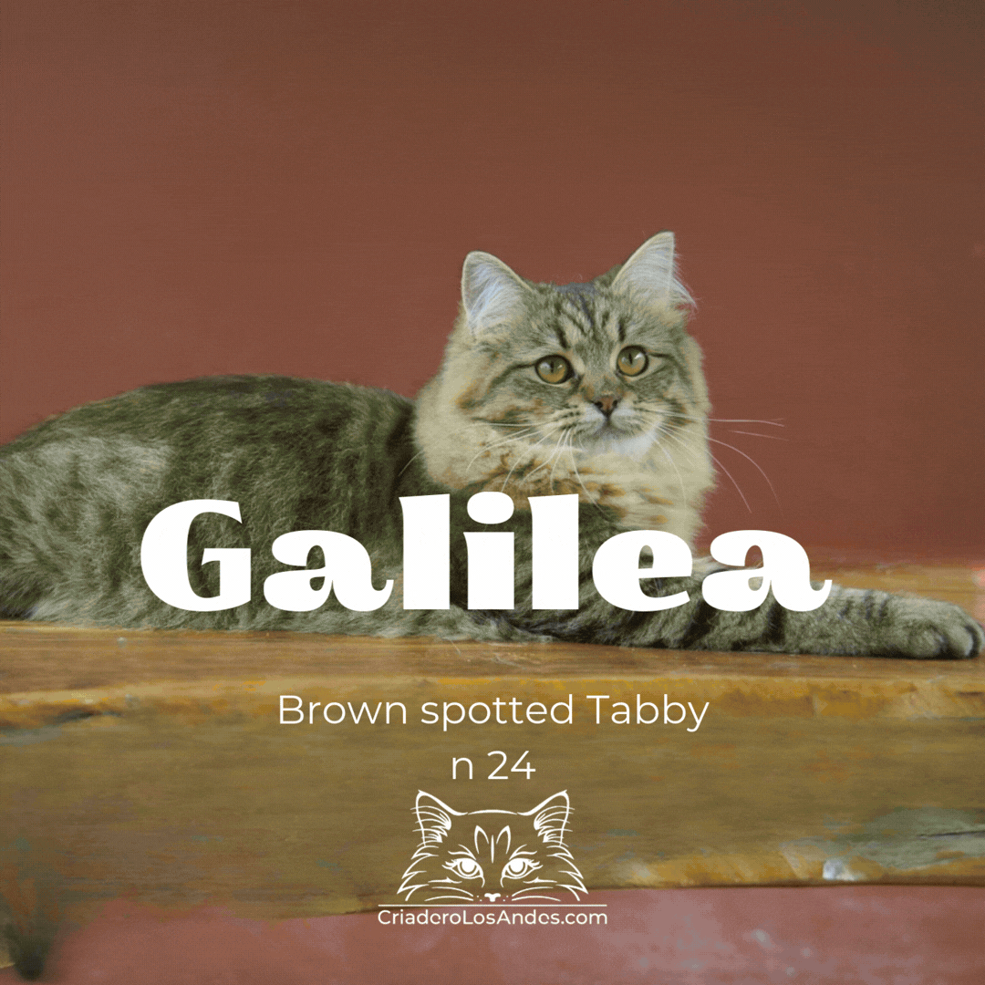 CLA NUESTROS GATOS  (6).gif