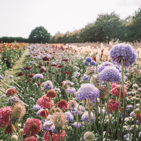 The Wonderful World of Birth Flowers