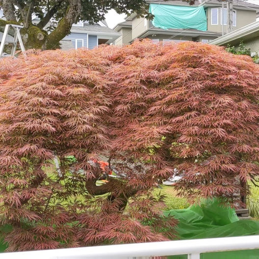 Pruning #2 Before.jpeg
