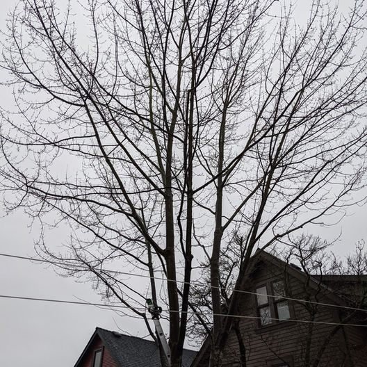 Pruning #1 Before.jpeg