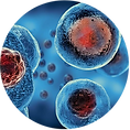 Ortho Biologics