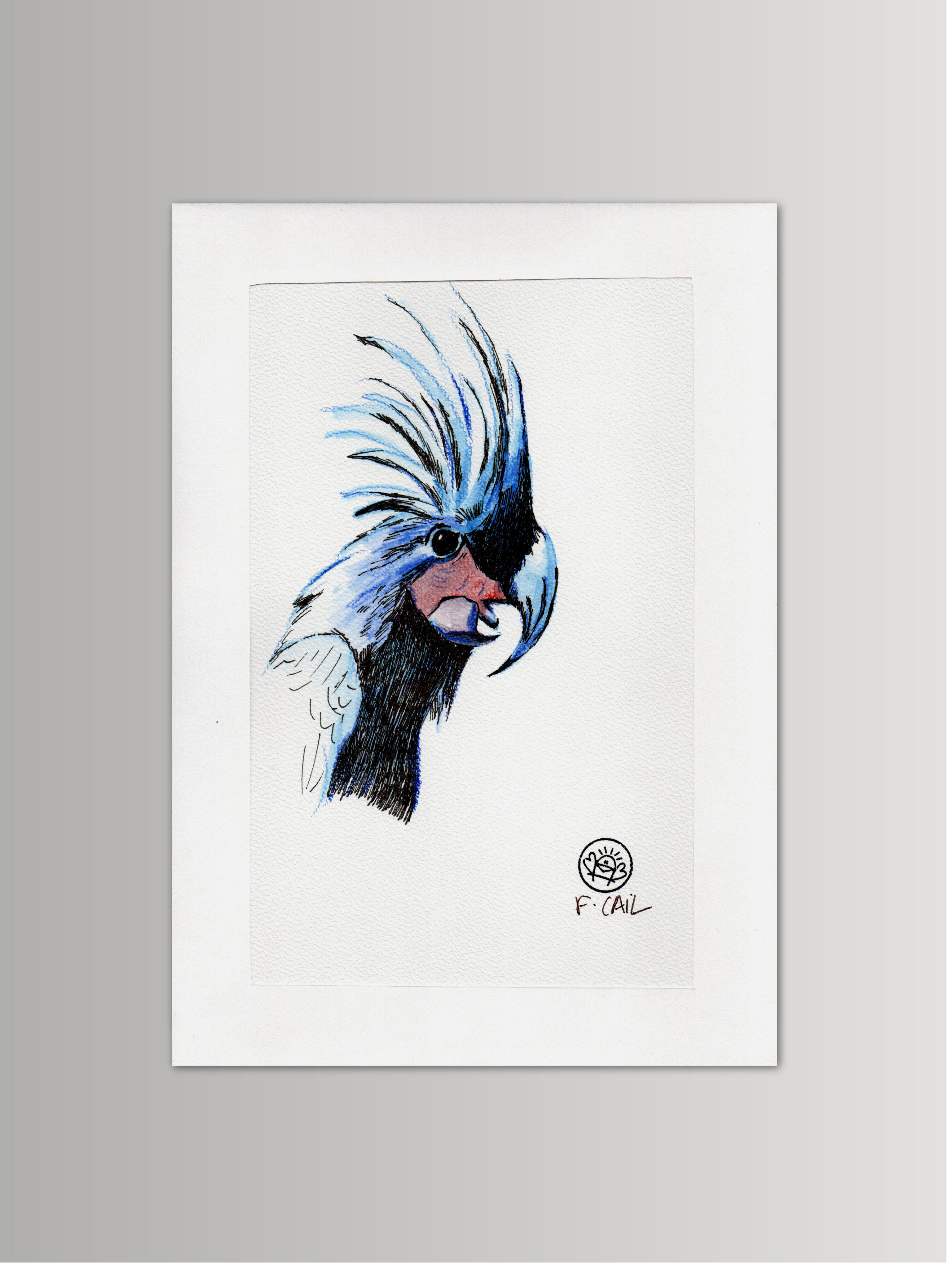 Black Cockatoo