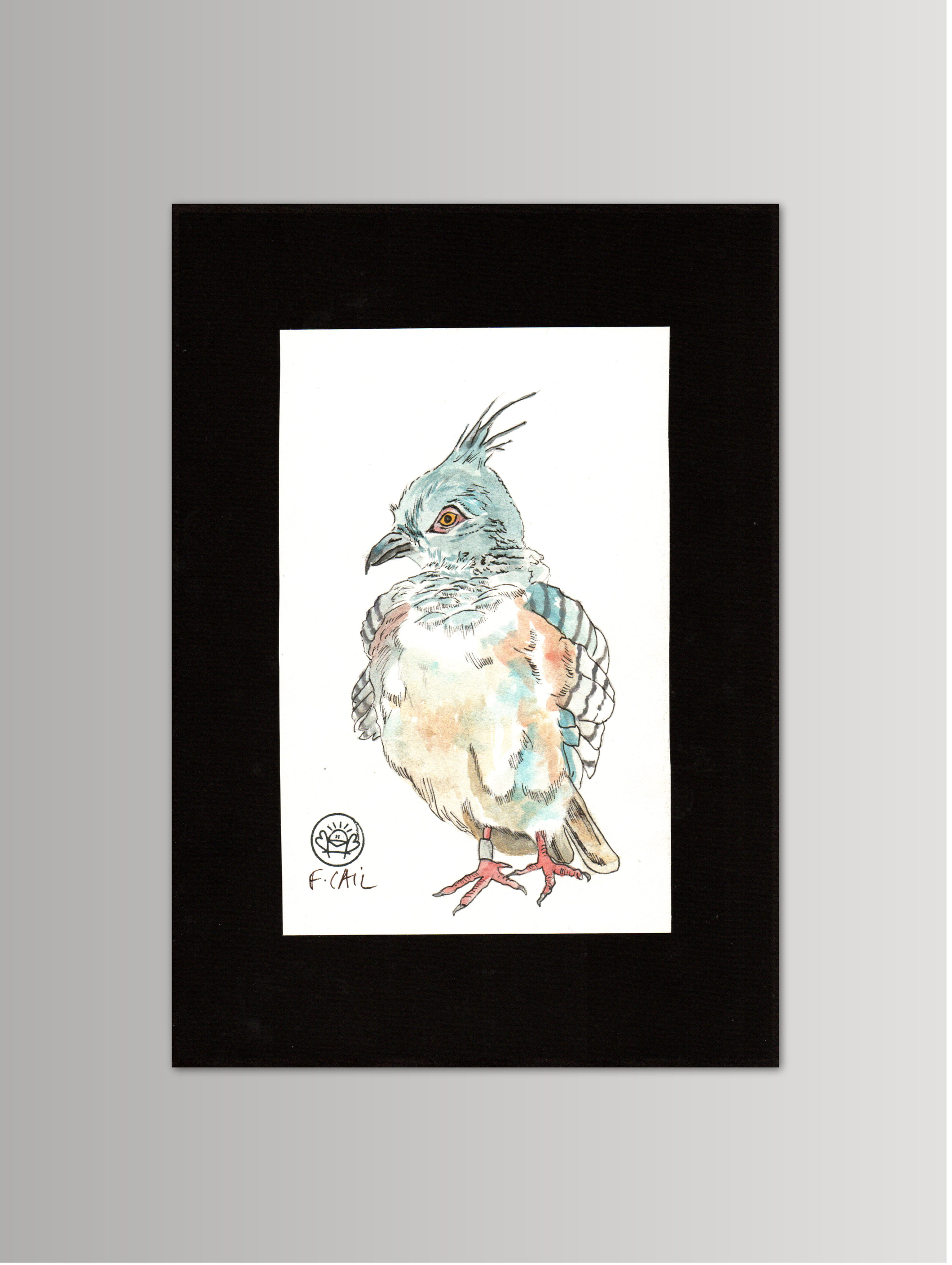The Australian Crested pigeon