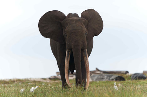 BIG TUSK 4
