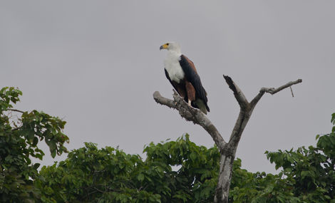 fishing eagle on branch