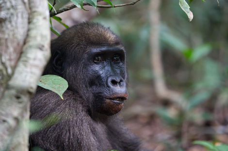 gorilla second visit  44 a