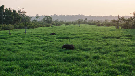 ellys in long grass 2