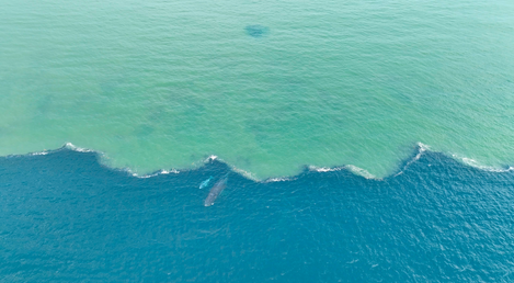 WHALE COMING OUT OF WATER LINE