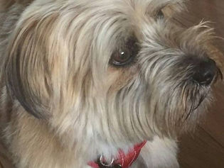 Review: Hannah Mitchell