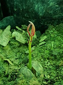 1. Fotos Ernesto Germination Palo Rosa.jpg