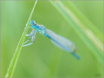 20190629-Federlibelle-006.jpg