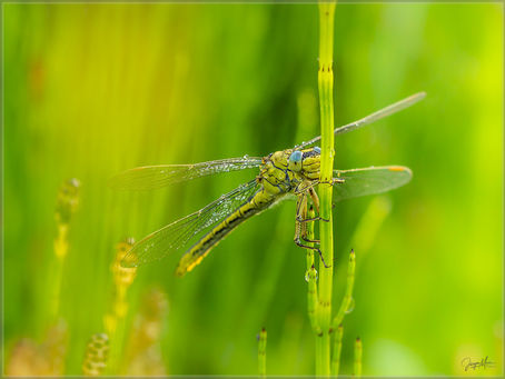 20170708-Heidelibelle-008.jpg
