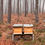 Miniature : Ruches dans une forêt de pins