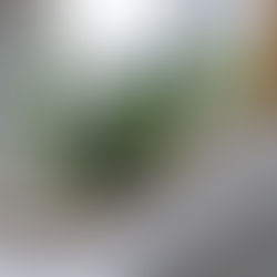ensemble de 8 photophores en verre couleur vert sur plateau en bois