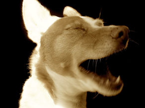 LOVE LETTER TO BINKY