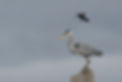 Great Heron harrassed