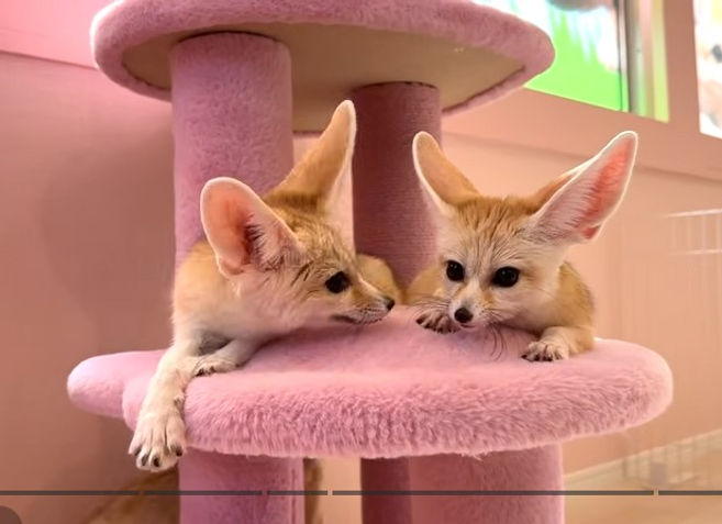 fennec fox cafe.jpg