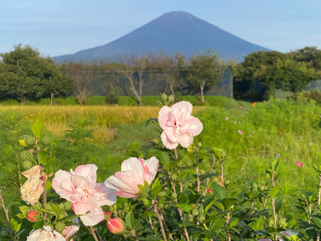 今年もバースディライブが間近です。